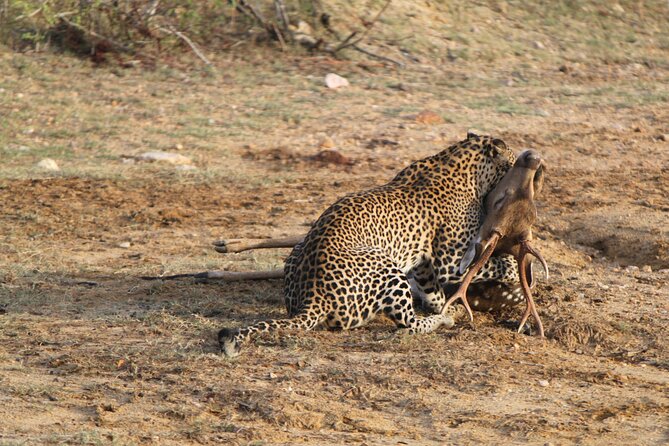 Full Day Safari ( The Best for Leopards ) in Yala - Key points that make this Yala safari worth your time
