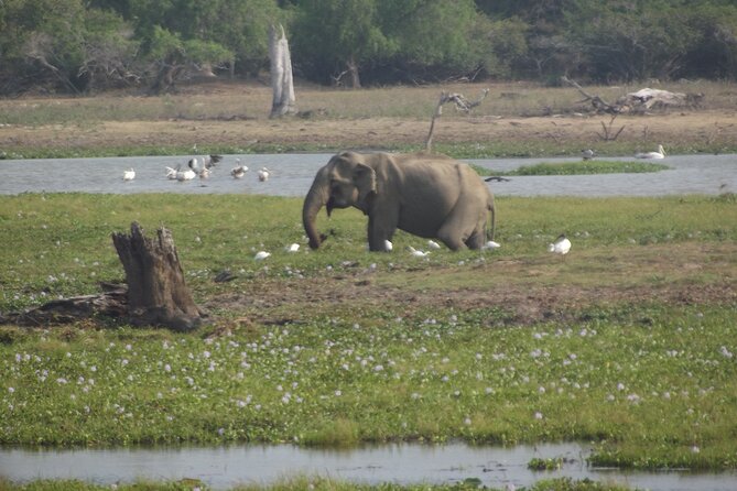Full Day Safari ( The Best for Leopards ) in Yala - What wildlife to look for in Yala National Park