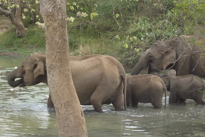 Full Day Safari ( The Best for Leopards ) in Yala - Price and value: what $60 really covers (and what adds up)
