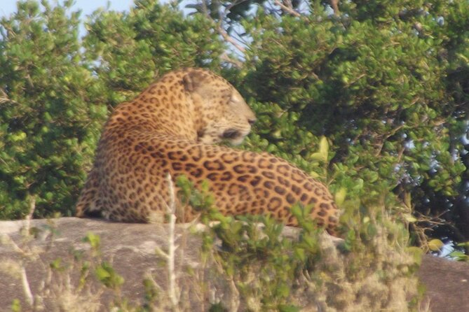 Full Day Safari ( The Best for Leopards ) in Yala - Timing, logistics, and comfort for a 12-hour day