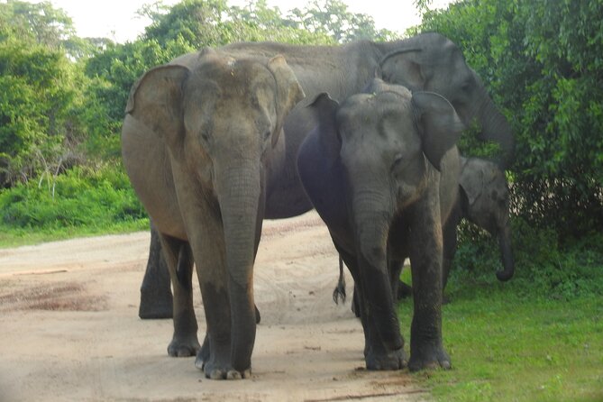Full Day Safari ( The Best for Leopards ) in Yala - Who this tour fits best