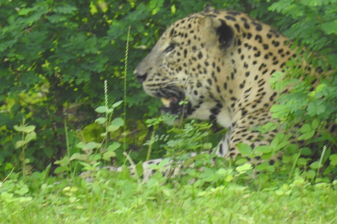 Full Day Safari ( The Best for Leopards ) in Yala - Should you book the Full Day Safari in Yala for leopards?