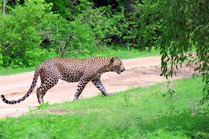 Full Day Safari ( The Best for Leopards ) in Yala - Your full-day rhythm in the park (and when food fits)