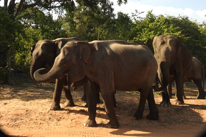 Full Day Safari Tour in Yala National Park - Key highlights that make this safari work