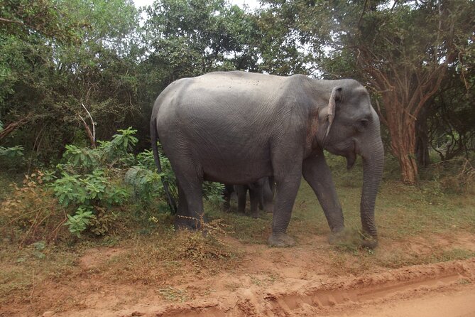 Full Day Safari Tour in Yala National Park - Yala in a small jeep: what that means for your wildlife photos