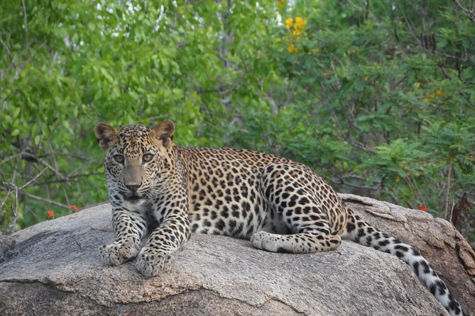 Full Day Safari Tour in Yala National Park - What you can realistically spot in Yala (and what to keep open-minded)