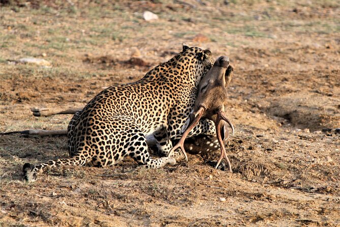 Full Day Safari Tour in Yala National Park - The Yala rhythm: breakfast, then safari time, then lunch, then downtime