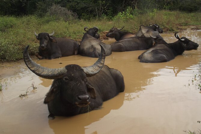 Full Day Safari Tour in Yala National Park - Stop inside the park: where the driver can make or break your day