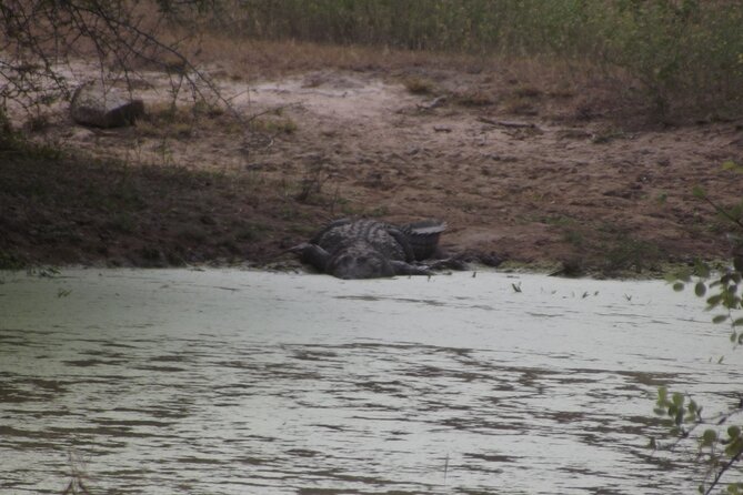 Full Day Safari Tour in Yala National Park - Food and drinks: what’s included, what is not, and how to plan