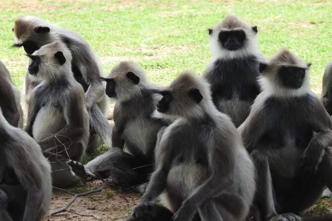 Full Day Safari Tour in Yala National Park - Price and value: is $103.33 a fair deal?