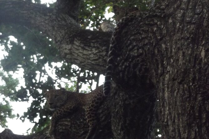 Full Day Safari Tour in Yala National Park - Morning start before the action slows down