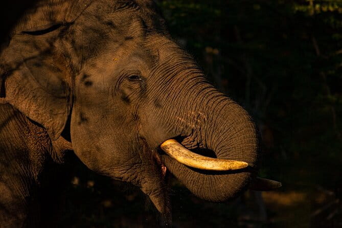 Full Day Safari Tour Yala - The full-day rhythm: what 14 hours in the park feels like