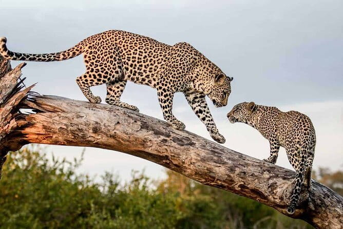 Full Day Safari Tour Yala - The meeting point and how to think about timing