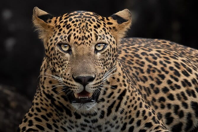 Full Day Safari Tour Yala - Who this Yala full-day safari suits best