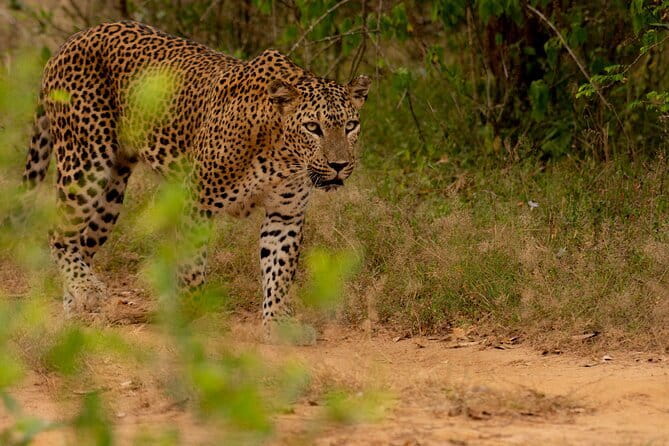 Full Day Safari Tour Yala - Should you book the Full Day Safari in Yala?