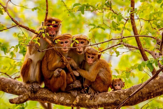 Full Day Safari Tour Yala - What you get in the price, plus the one extra cost to plan for