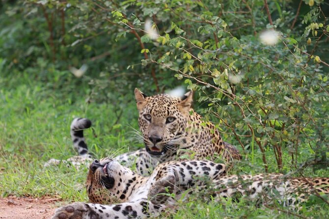 Full day Safari - Yala National Park - 04.30 am to 06.00 pm with - Janaka safari - Key things that make this Yala safari worth your day