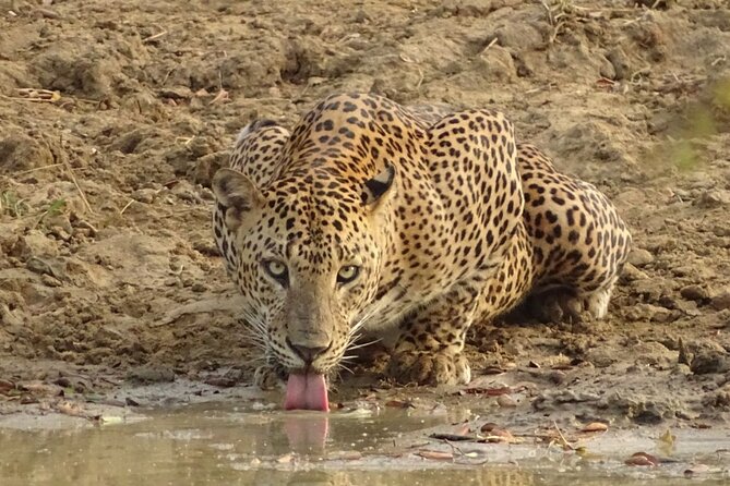 Full day Safari - Yala National Park - 04.30 am to 06.00 pm with - Janaka safari - A full-day Yala safari, 04.30 to 18.00, and why the hours matter