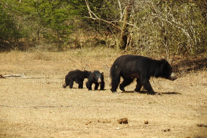 Full day Safari - Yala National Park - 04.30 am to 06.00 pm with - Janaka safari - Sri Lankan breakfast, lunch, and the midday break that keeps the day sane