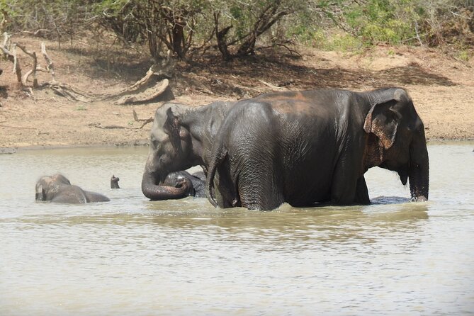 Full day Safari - Yala National Park - 04.30 am to 06.00 pm with - Janaka safari - Beyond leopards: elephants, sloth bears, birds, and the surprises that fill the gaps