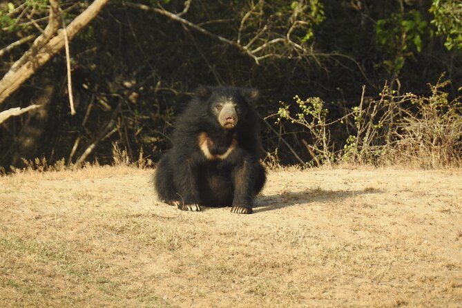 Full day Safari - Yala National Park - 04.30 am to 06.00 pm with - Janaka safari - Price and entry ticket: does this safari feel like value
