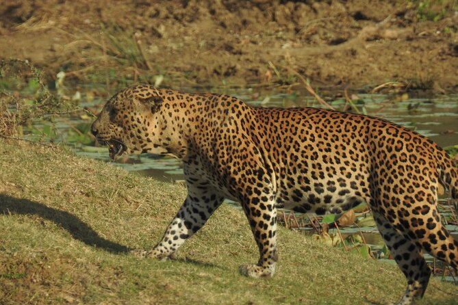 Full day Safari - Yala National Park - 04.30 am to 06.00 pm with - Janaka safari - Practical tips for your own Yala National Park day