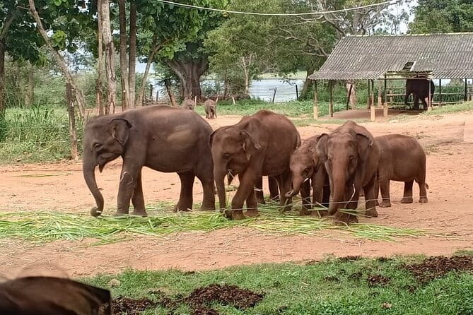 Full Day Tour to Udawalawe Safari and Ella - Key highlights to know before you go