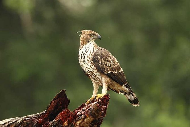 Full Day Wilpaththu National Park Safari (All Inclusive) - Wilpattu National Park, the big cat odds and the ecosystem lesson