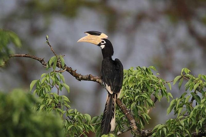 Full Day Wilpaththu National Park Safari (All Inclusive) - The all-inclusive value at $198, what you actually get