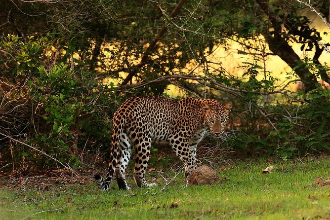 Full Day Wilpaththu National Park Safari (All Inclusive) - Overa Tours experience style: private pacing that helps you see more