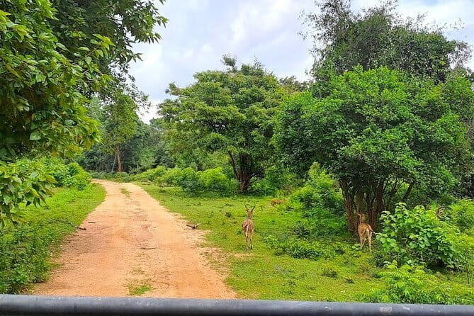 Fully Private Udawalawe National Park Safari Tour - Private pickup to Udawalawe, without the hassle