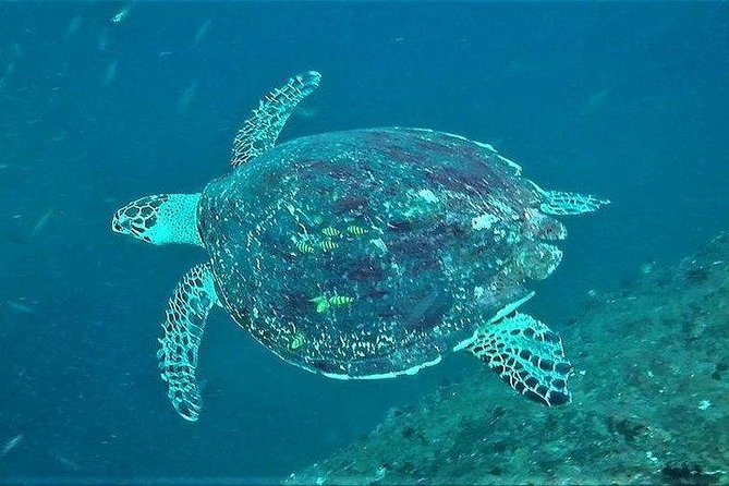 Fun Dives For Certified Divers - Small group, quick outing, easy start