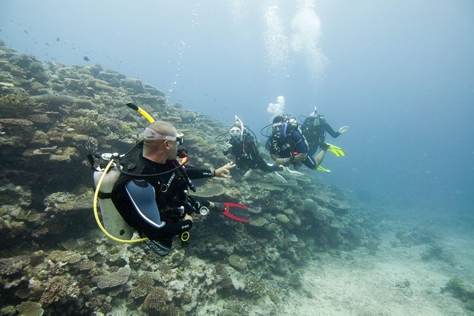 Fun Dives For Certified Divers - Key Highlights to Know Before You Go