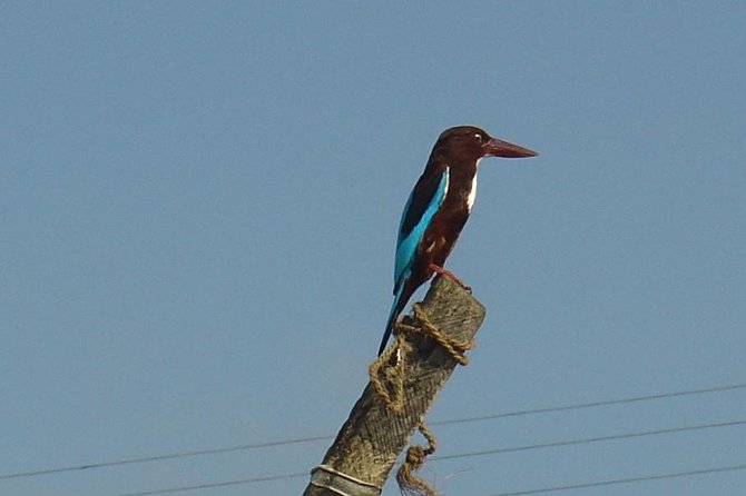 Galle Day Tour: Boat Safari, Dutch Fort, Stick Fishing & Turtles - Price and value: what $95 buys you in real terms