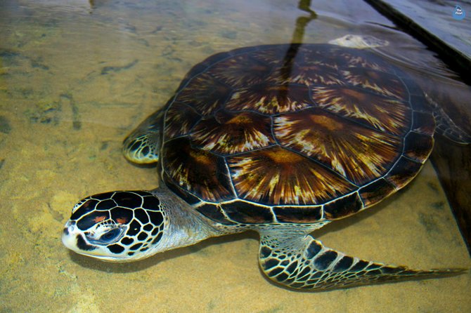 Galle Day Tour: Boat Safari, Dutch Fort, Stick Fishing & Turtles - Victor Hasselblad Sea Turtle Research and Conservation Centre