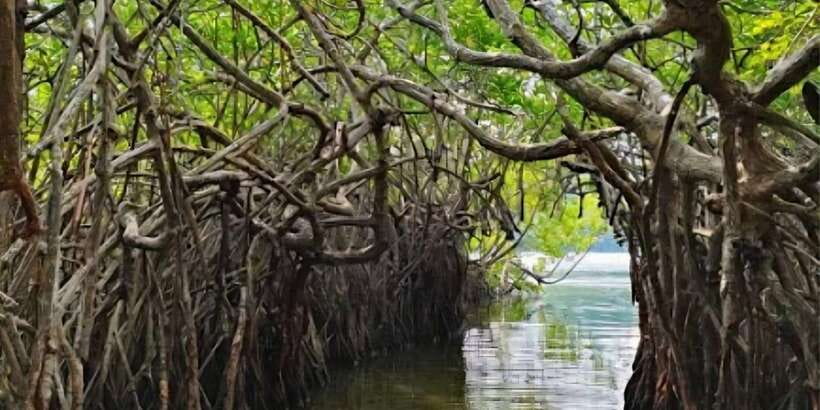 Galle Day Tour From Ahungalla/Kosgoda/Bentota/Beruwala - Hikkaduwa Lunch Stop: Your One Real Flexibility Window