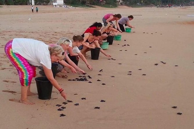 Galle Day Tour from Colombo/Negombo by Private Car or Van - Sea turtle hatchery in Habaraduwa: conservation with numbers you can feel