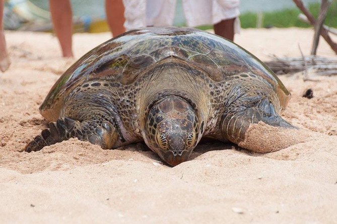 Galle Day Trip From Colombo - Madu River safari by Buddhi: mangroves, wildlife chances, and river island stops