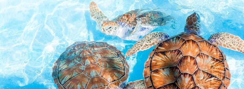 Galle Day Trip - River Safari, Sea Turtle & Stilt Fishermen - Timing and pickup: early morning, full day, finished for the coast