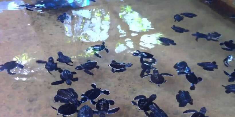 Galle Day Trip with River Safari, Sea Turtles & Tea Factory - Turtle Conservation Project and the hatchery connection