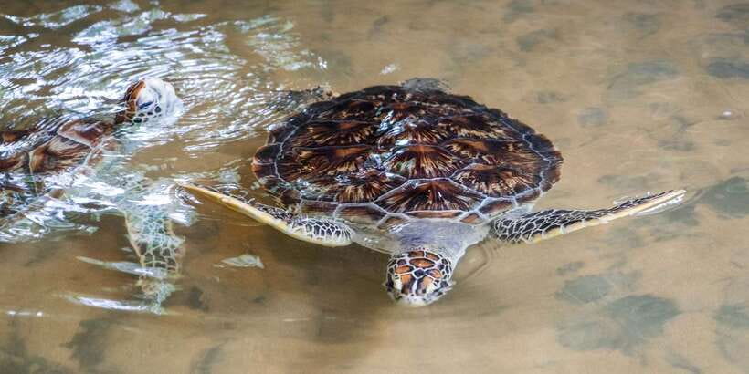 Galle Day Trip with River Safari, Sea Turtles & Tea Factory - Tea plantation and factory tour: what you actually learn