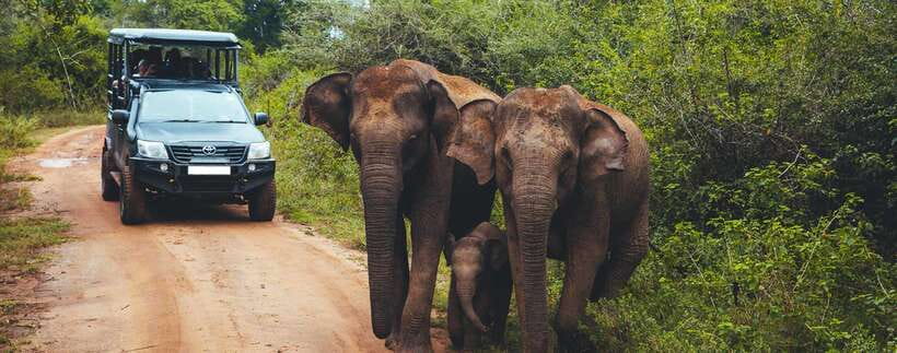 Galle/Mirissa/Hiriketiya: Drop to Ella & Udawalawa Safari - Guide quality is the real differentiator (and names show up a lot)