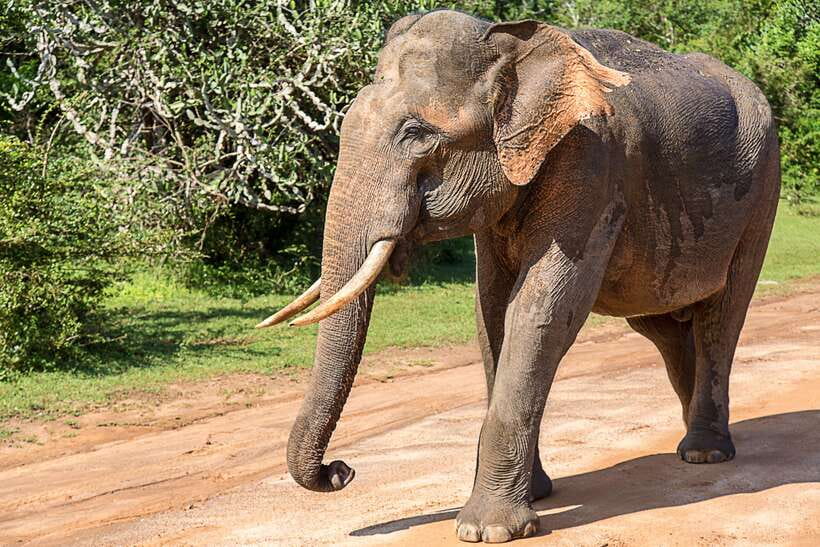 Galle/Mirissa/Tangalle: Transfer to Ella & Yala Safari - Timing and the flow of the day: pickup, Yala, then drop-off in Ella