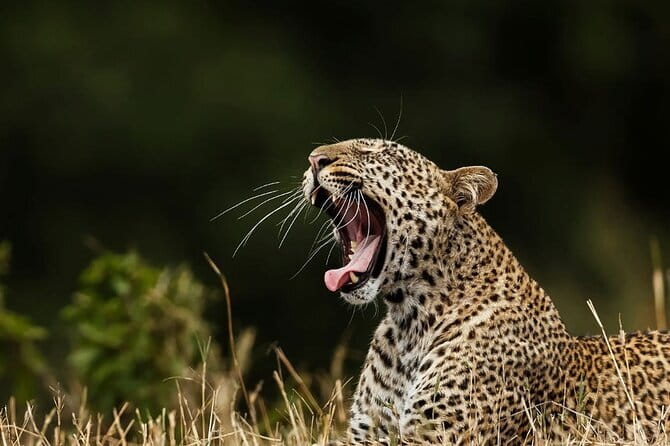 Galle/Mirissa/Tangalle: Transfer to Ella & Yala/Udawalawa Safari - How the Galle Area to Ella Day Stays Easy