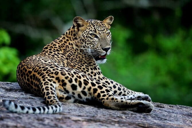 Galle/Mirissa/Tangalle: Transfer to Ella & Yala/Udawalawa Safari - The Safari Jeep Advantage: Views, Positioning, and Photos