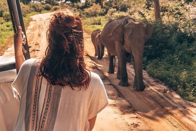 Galle/Mirissa/Tangalle: Transfer to Ella & Yala/Udawalawa Safari - Yala National Park: Elephants, Leopards, and the Real Thrill