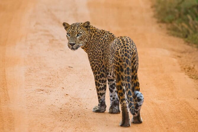 Galle/Mirissa/Tangalle: Transfer to Ella & Yala/Udawalawa Safari - Udawalawe National Park: Elephants Plus Birdlife and Habitat Learning