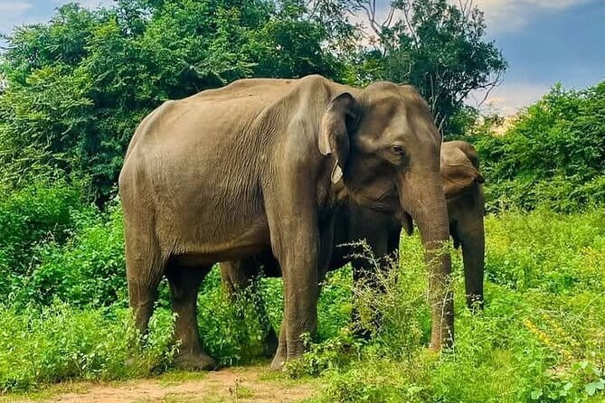 Galle/Mirissa/Tangalle: Transfer to Ella & Yala/Udawalawa Safari - Transfer Comfort: Air-Conditioned Rides That Keep You Fresh