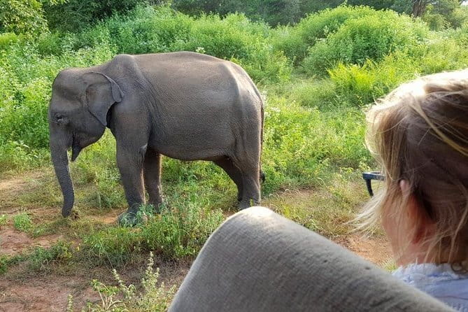 Galle/Mirissa/Tangalle: Transfer to Ella & Yala/Udawalawa Safari - Ella Drop-Off: Closing the Day Where It Counts