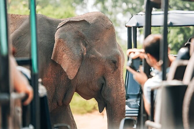 Galle/Mirissa/Tangalle: Transfer to Ella & Yala/Udawalawa Safari - Price and Value: What $90 Really Buys
